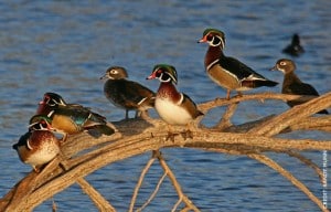 woodDuck1