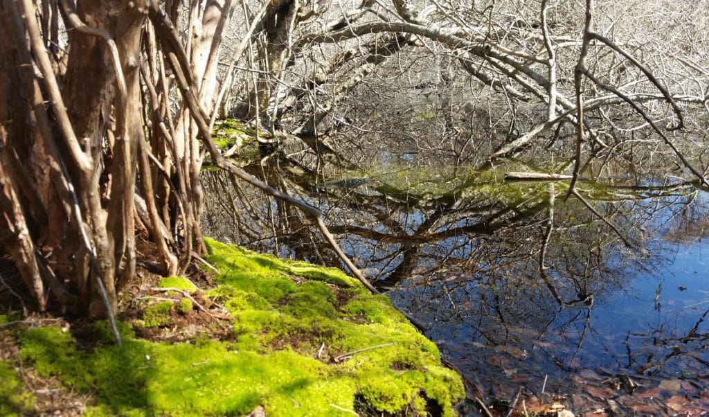 woods cove - trail