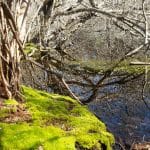 woods cove - trail