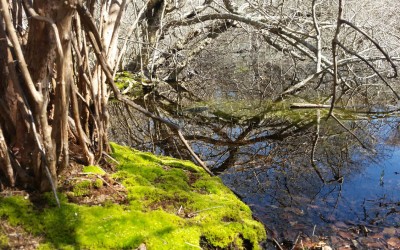woods cove - trail